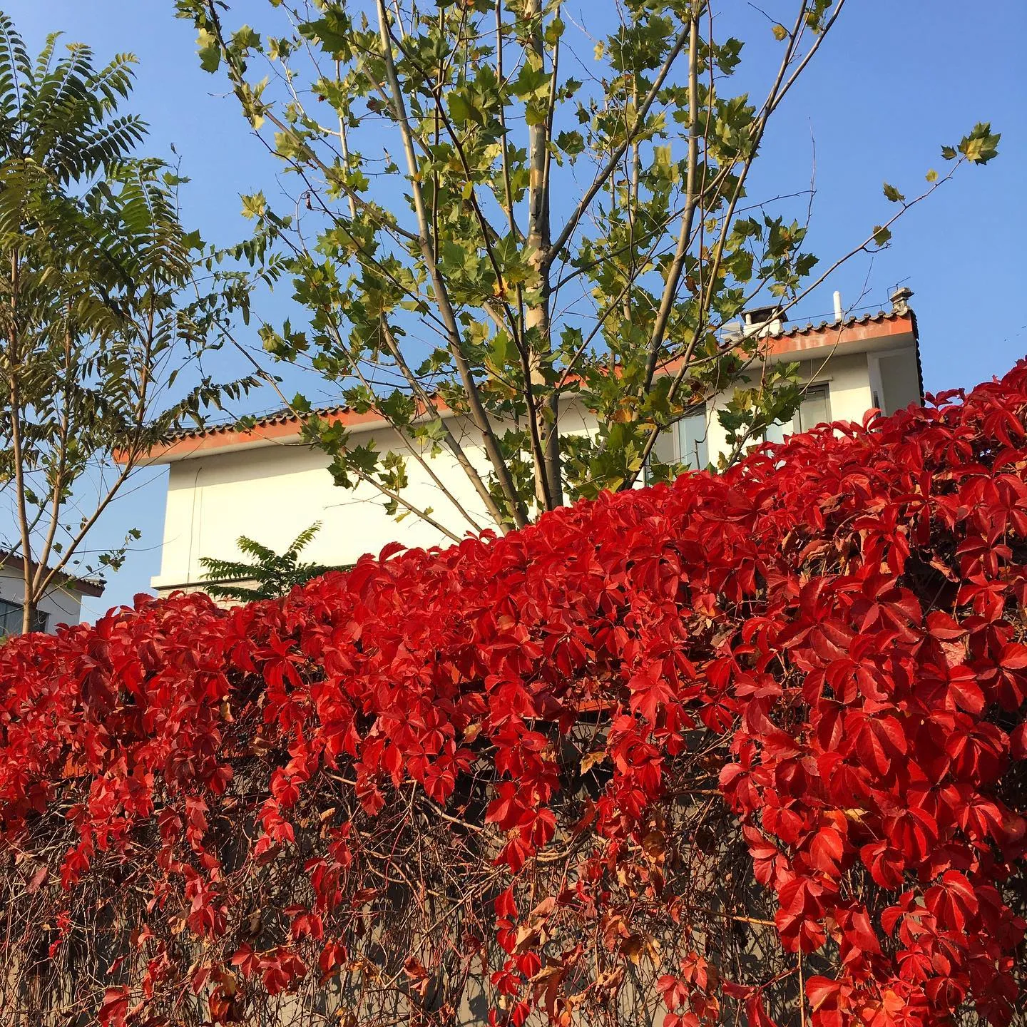 autumn1