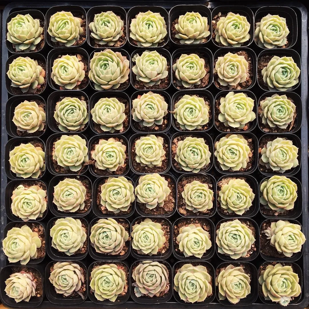 cupcake flowers