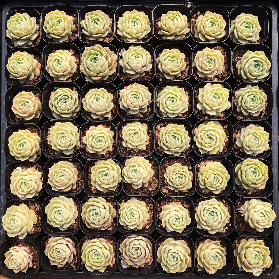 cupcake flowers