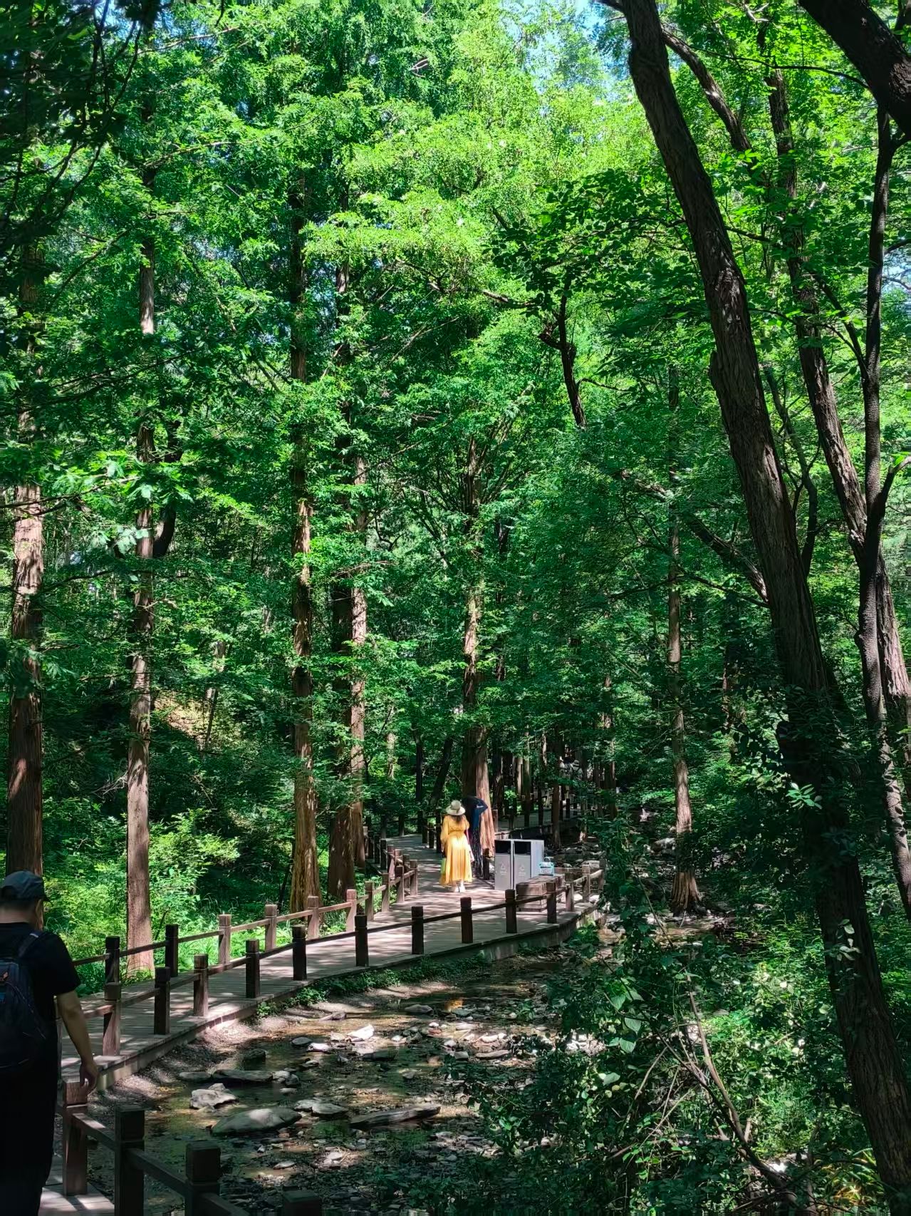 forest