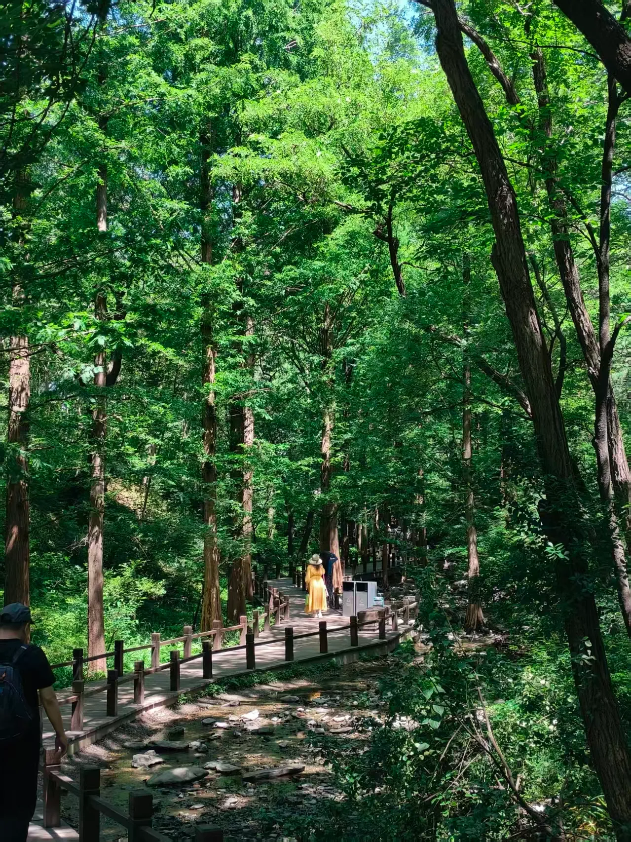 forest